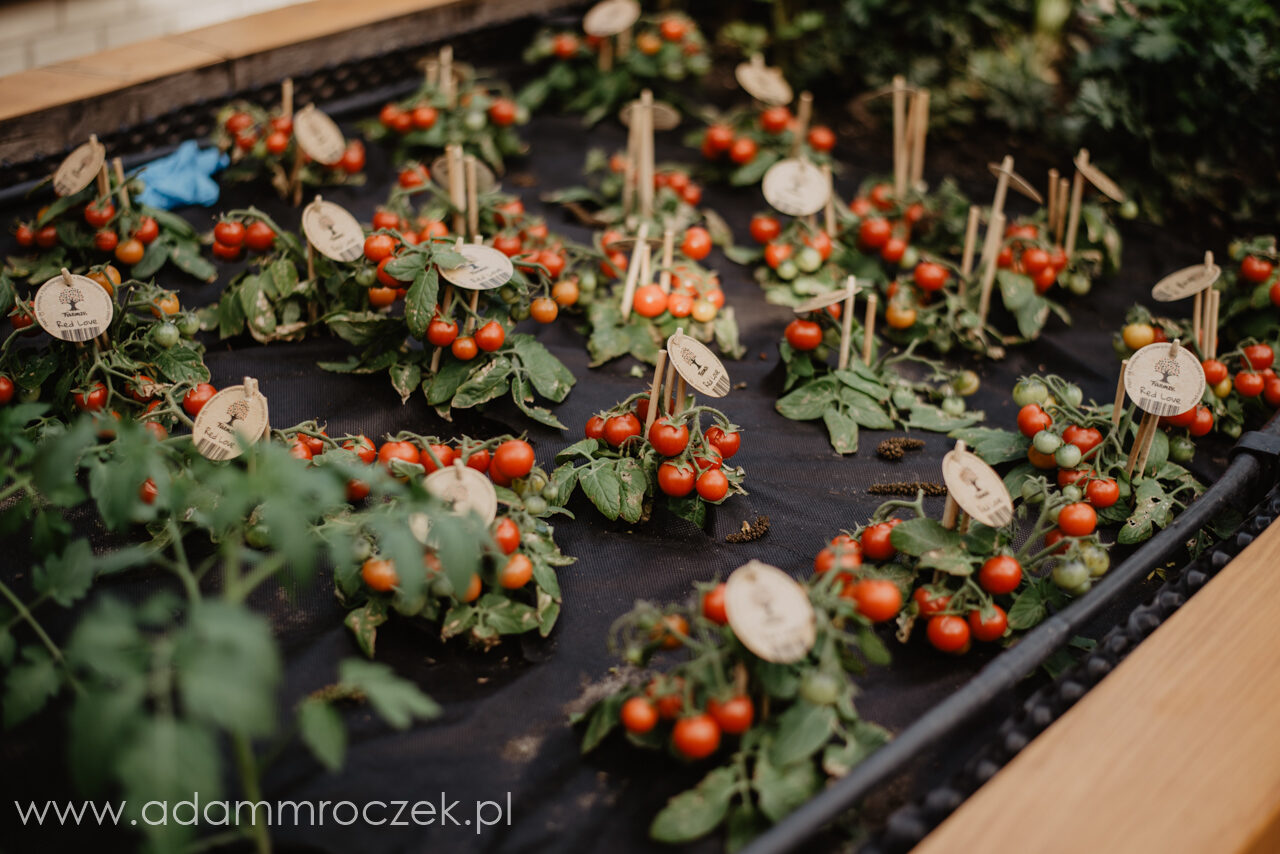 fotograf, slub, Wrocław